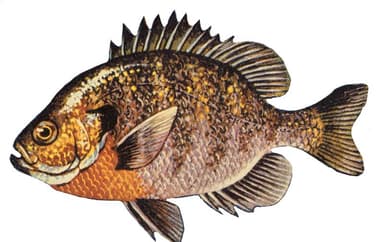 Bluegill