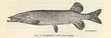 Northern Pike