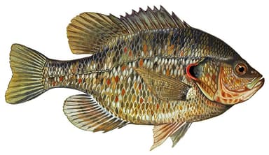 Redear Sunfish
