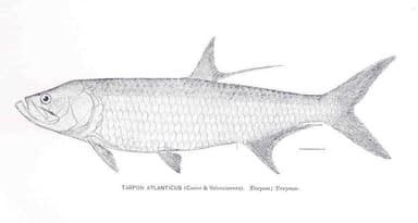 Tarpon